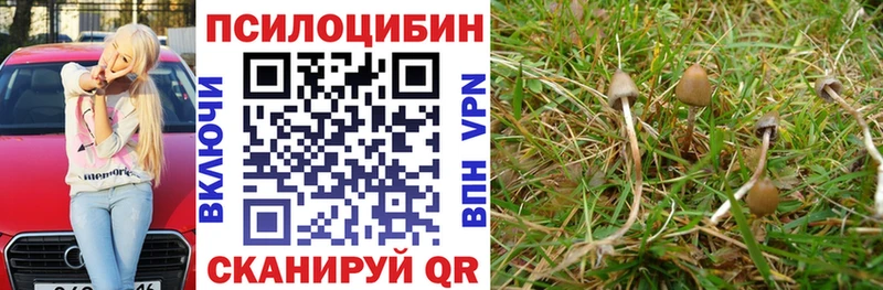 Галлюциногенные грибы Psilocybe  Тулун 